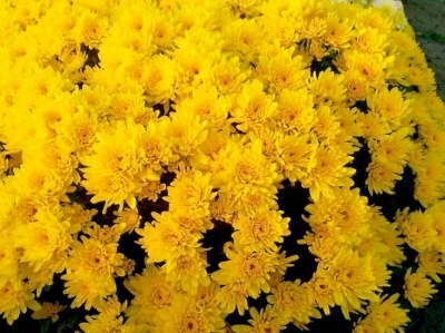 Хризантема мультифлора Тирана желтая средняя