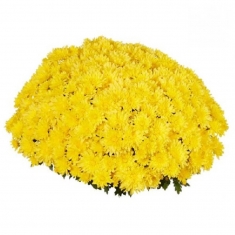 Хризантема мультифлора Sunbeam Cruise Yellow (Круиз Еллоу)