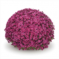 Хризантема Staviski Dark Pink (Ставински Дарк Пинк)