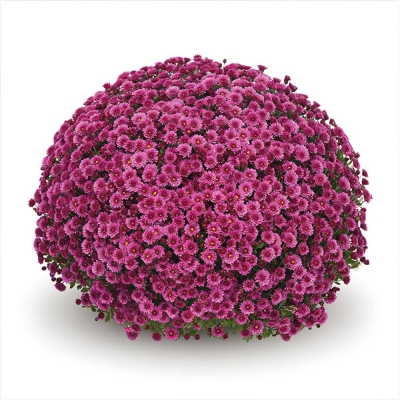 Хризантема Staviski Dark Pink (Ставински Дарк Пинк)