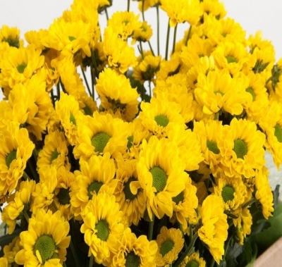 Хризантема веточная Ависо сантини