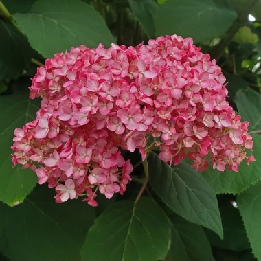 Гортензия древовидная Меджикал Дарк Пинк, Magical Dark Pink