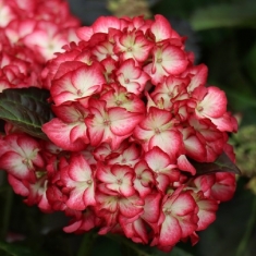 Гортензия крупнолистная РоКо Бьюти оф Боскоп, RoCo Beauty of Boskoop