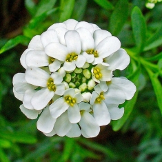 Иберис вечнозеленый Сноуфлейк, Snowflake