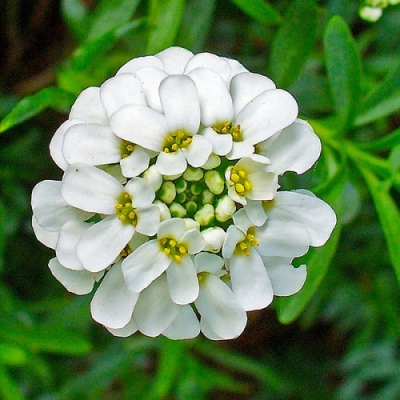 Иберис вечнозеленый Сноуфлейк, Snowflake