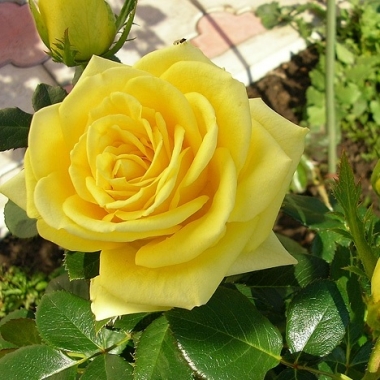 Роза чайно-гибридная Илиус