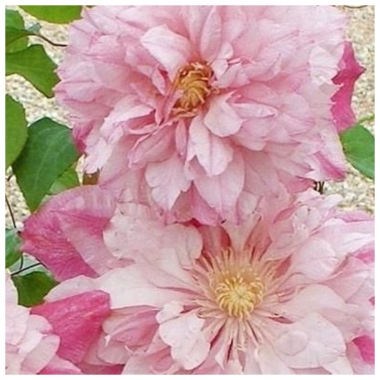 Клематис Инносент Блаш, Innocent Blush