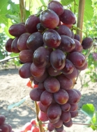 Виноград Ирен