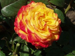 Роза чайно-гибридная "Ирида"