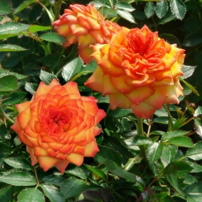 Роза чайно-гибридная  Огненный Дракон