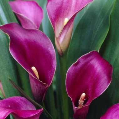 Калла Пурпл Сенсейшн, Purple Sensation