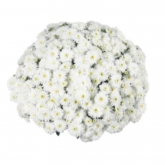 Хризантема Calm White (Калм Вайт)