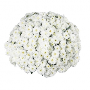 Хризантема Calm White (Калм Вайт)
