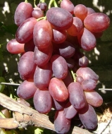 Виноград Кандагар