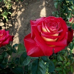 Роза чайно-гибридная Касандра