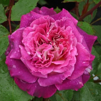 Роза флорибунда Катрин