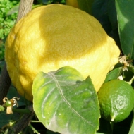 Дерево-сад лимон Киевский крупниплодный+ апельсин Вашингтон Навел
