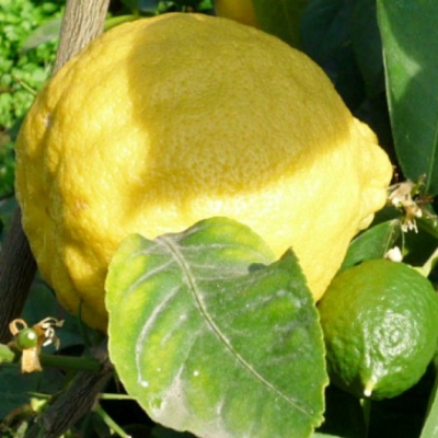 Дерево-сад лимон Киевский крупноплодный+ мандарин Кин Кан