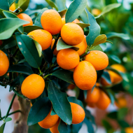 Дерево-сад лимон Киевский крупноплодный+ мандарин Кин Кан