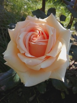 Роза чайно-гибридная Кинг Прайд