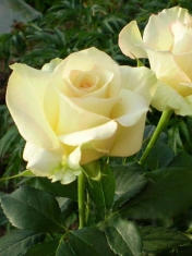 Роза чайно-гибридная Киви