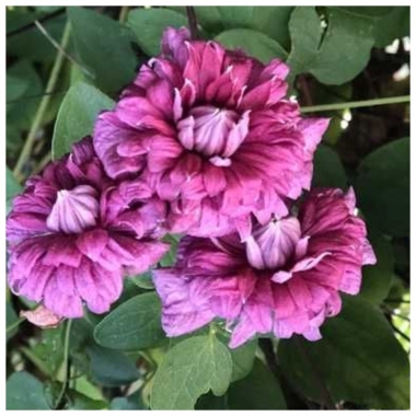 Клематис Пурпуреа Плена Елеганс, Purpurea Plena Elegans