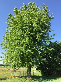 Клён серебристый Лациниатум Виери\ Acer saccharinum Laciniatum Wieri