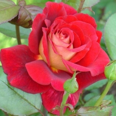 Роза чайно-гибридная Клеопатра