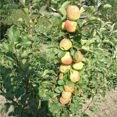 Колоновидная яблоня Телеймон