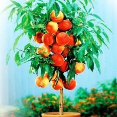 Персик колоновидный Тотем садовода