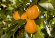 Колоновидный гибрид абрикос-слива Априум