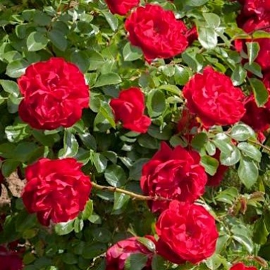 Роза английская Колосаль