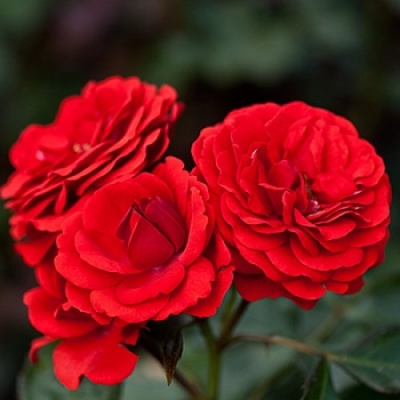 Роза миниатюрная  Кордула