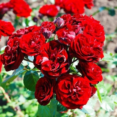 Роза штамбовая Кордула