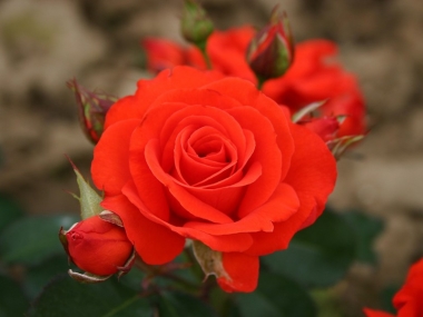 Роза флорибунда Корус