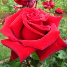 Роза чайно-гибридная Красная Магия