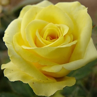 Роза чайно-гибридная Кронос