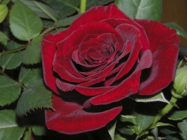 Роза чайно-гибридная Крымский Рубин
