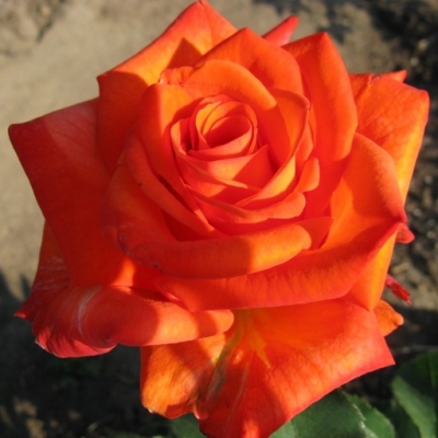 Роза чайно- гибридная Ксюша