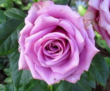 Роза чайно-гибридная Кул Вотер