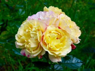 Роза флорибунда Лампион