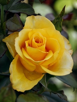 Роза чайно-гибридная "Ландора"\"Landora"