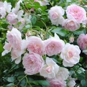 Роза почвопокровная Лавли Мейланд