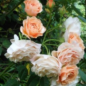 Роза английская шраб Леандр\Leander