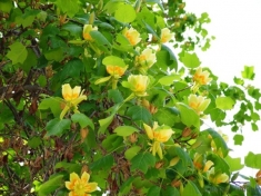 Лириодендрон (Тюльпановое дерево) 