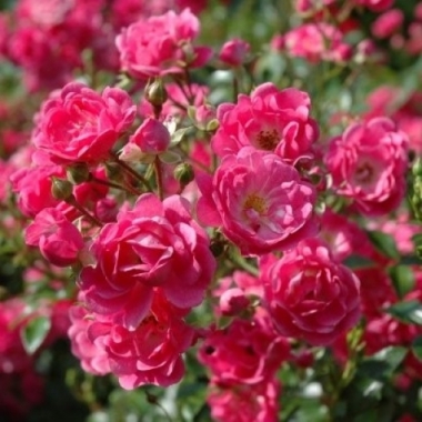 Роза почвопокровная Лавли Фейри