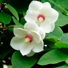 Магнолия обратнояйцевидная Magnolia obovata