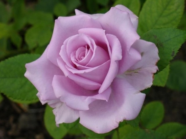 Роза чайно-гибридная Майзер