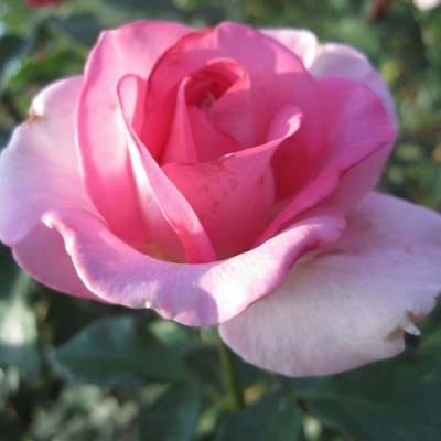 Роза чайно-гибридная и флорибунда МАРИНА