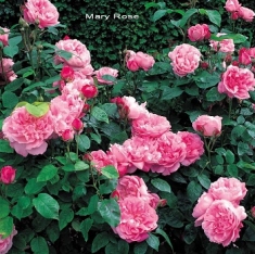 Роза английская Мэри Роуз (шраб)